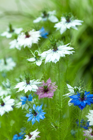 Nigella damascena Persian Jewels Mix (Love-in-a-mist) seeds - RP Seeds