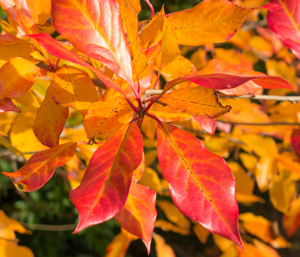 Nyssa sylvatica (Black Gum/Tupelo) seeds - RP Seeds