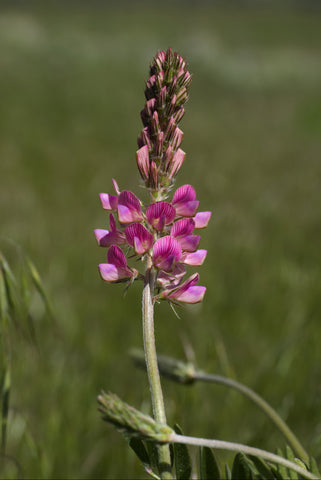 Onobrychis viciifolia (Sainfoin) seeds - RP Seeds