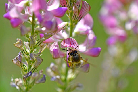 Onobrychis viciifolia (Sainfoin) seeds - RP Seeds