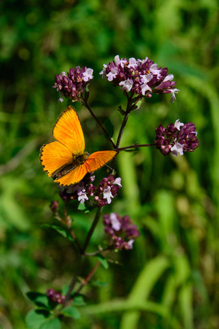 Origanum vulgare  (Wild Marjoram) seeds - RP Seeds