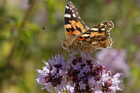 Origanum vulgare (Wild Marjoram) seeds - RP Seeds