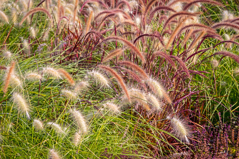Annual Ornamental Grasses Seed Mix