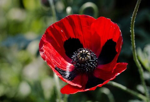 Papaver commutatum (Ladybird Poppy) seeds - RP Seeds