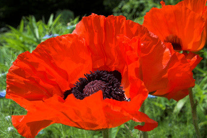 Papaver orientale Brilliant (Oriental Poppy) seeds - RP Seeds