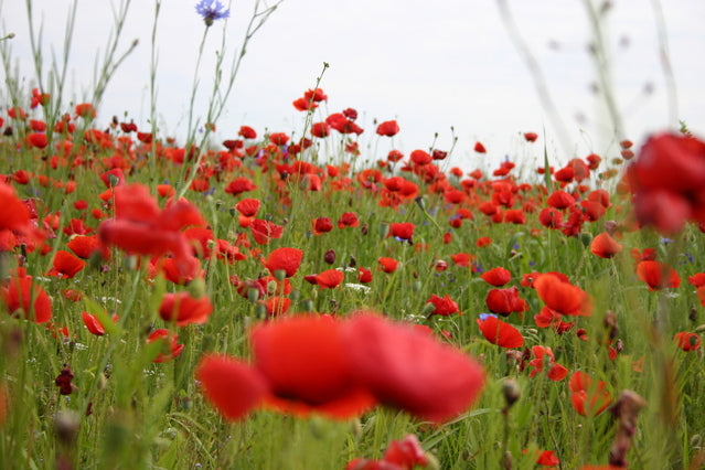 Papaver rhoeas (Field Poppy) seeds - RP Seeds