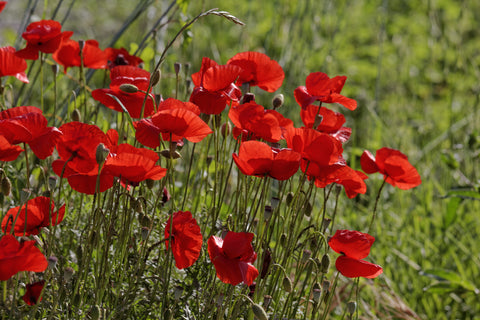 Papaver rhoeas (Field Poppy) seeds - RP Seeds