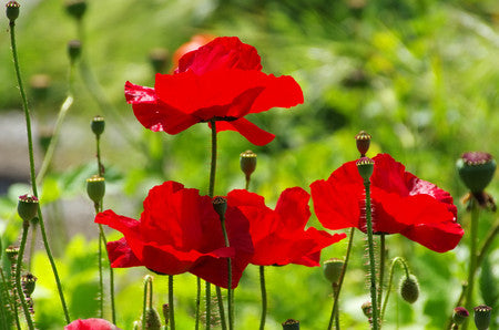 Papaver rhoeas (Field Poppy) seeds - RP Seeds