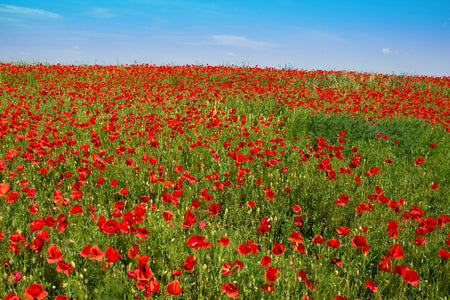 Papaver rhoeas (Field Poppy) seeds - RP Seeds