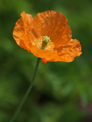 Papaver rupifragum (Spanish Poppy) seeds - RP Seeds