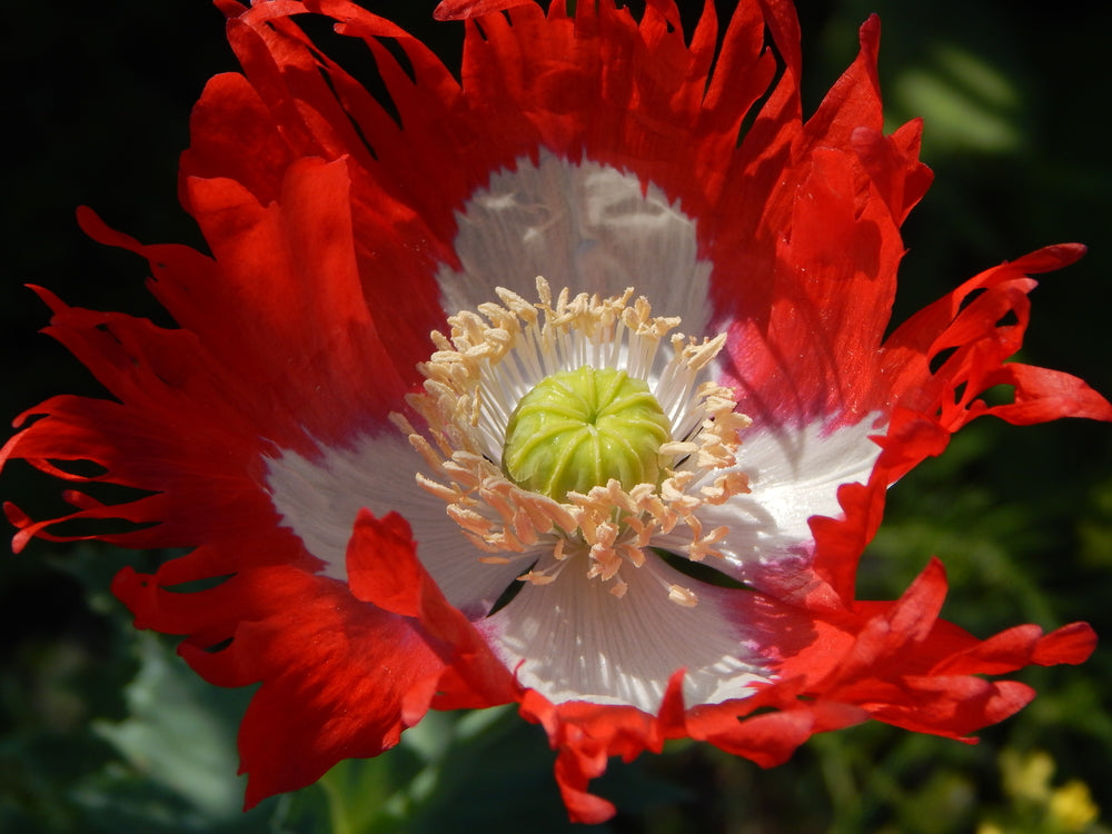 Papaver somniferum Victoria Cross (Poppy) seeds - RP Seeds