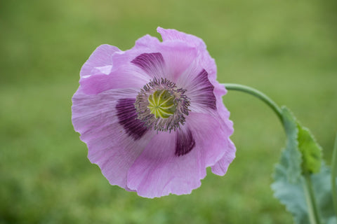 Papaver somniferum Hens & Chickens (Poppy) seeds - RP Seeds