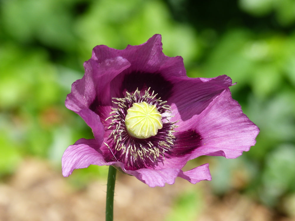 Papaver somniferum Hungarian Blue (Breadseed Poppy) seeds - RP Seeds