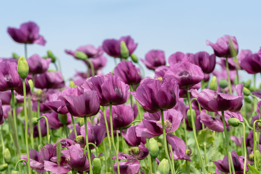 Papaver somniferum Hungarian Blue (Breadseed Poppy) seeds - RP Seeds