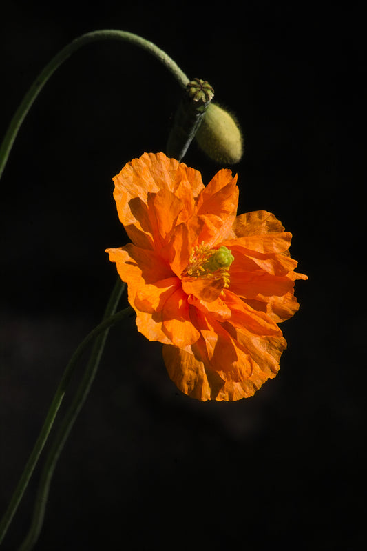 Papaver rupifragum Orange Feathers (Spanish Poppy) seeds