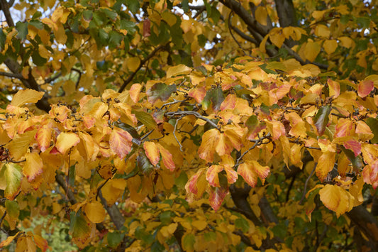 Parrotia persica (Ironwood) seeds - RP Seeds