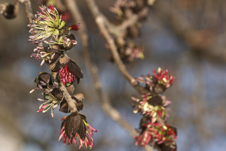 Parrotia persica (Ironwood) seeds - RP Seeds