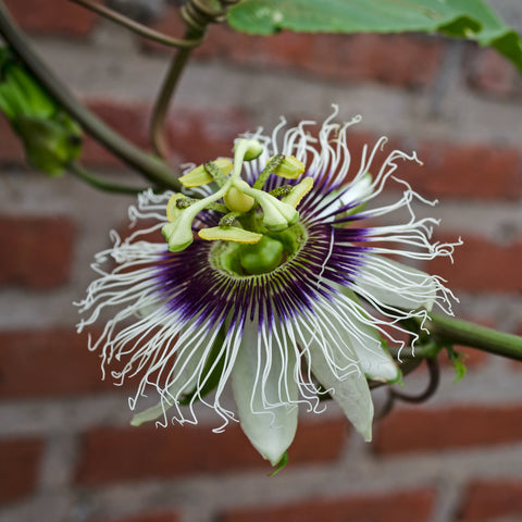 Passiflora edulis f edulis (Purple Passion Flower) seeds - RP Seeds