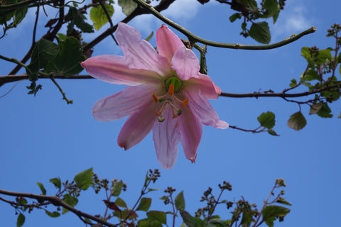 Passiflora mollissima (Banana Passion Flower) seeds - RP Seeds