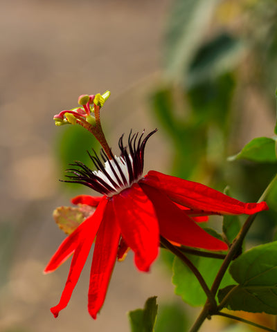 Passiflora coccinea (Red Passion Flower) seeds