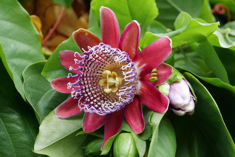 Passiflora quadrangularis (Giant Granadilla) seeds