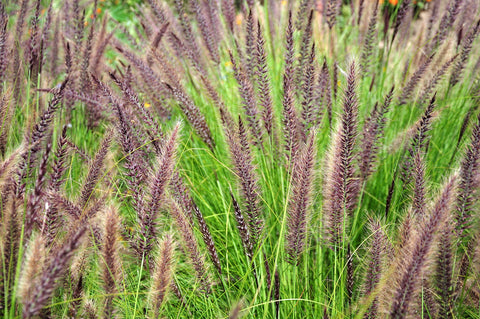 Pennisetum alopecuroides (Chinese Fountain Grass) seeds - RP Seeds