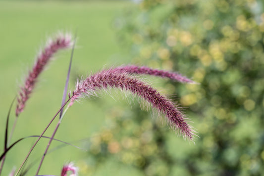 Pennisetum alopecuroides var. viridescens (Dwarf Purple Fountain Grass) seeds - RP Seeds