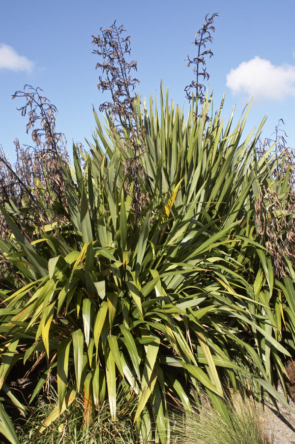 Phormium tenax (New Zealand Flax) seeds - RP Seeds