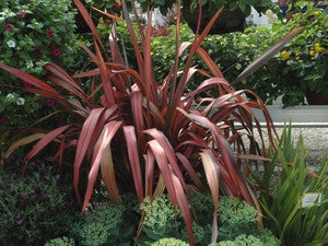 Phormium tenax purpurea (New Zealand Flax) seeds - RP Seeds