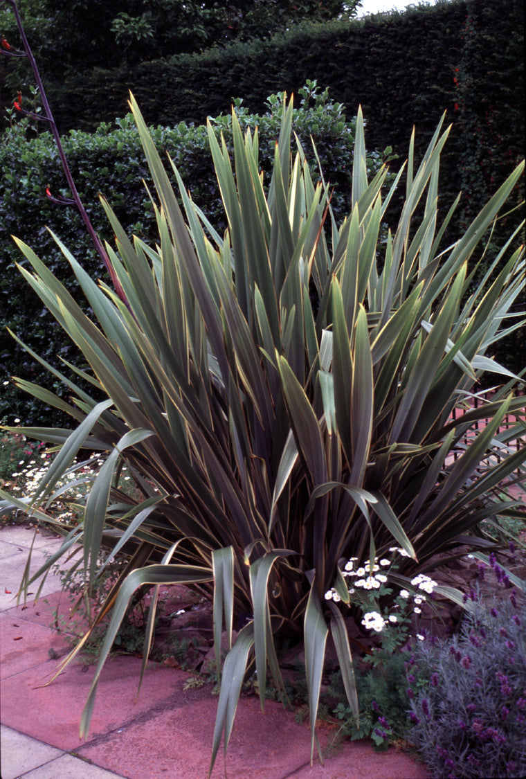 Phormium tenax variegata (New Zealand Flax) seeds - RP Seeds