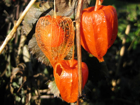 Physalis franchetti Gigantea (Chinese Lantern) seeds - RP Seeds