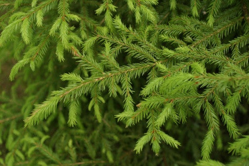 Picea abies (Norway Spruce) seeds - RP Seeds