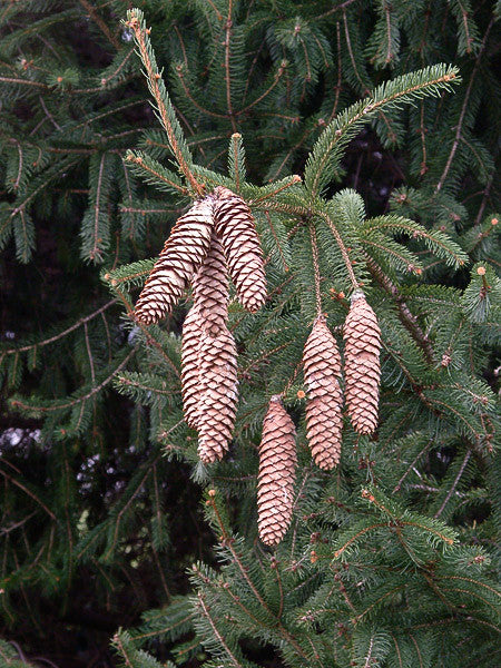 Picea abies (Norway Spruce) seeds - RP Seeds