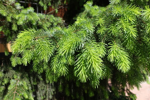 Picea abies (Norway Spruce) seeds - RP Seeds