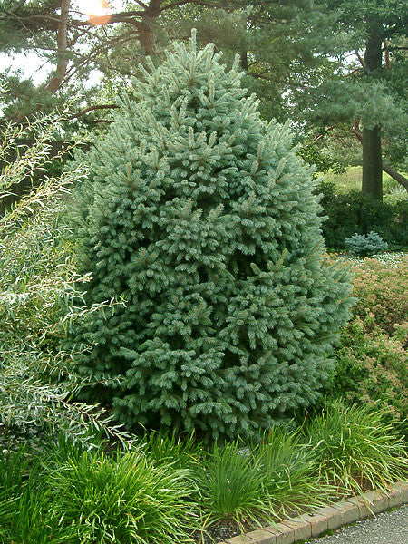 Picea englemannii (Englemann Spruce) seeds - RP Seeds