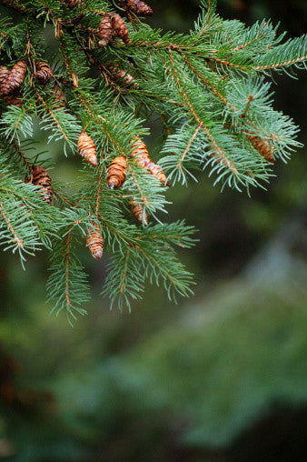 Picea mariana (Black Spruce) seeds - RP Seeds