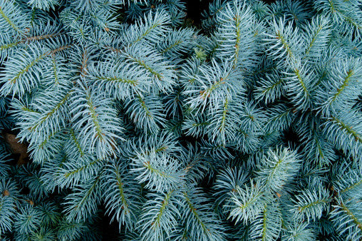 Picea pungens glauca (Blue Colorado Spruce) seeds - RP Seeds