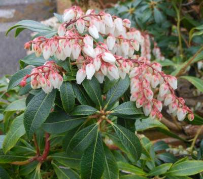 Pieris japonica (Lily-of-the-Valley Bush) seeds - RP Seeds