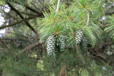 Pinus armandii (Chinese White Pine) seeds - RP Seeds