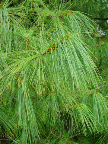Pinus patula (Mexican Weeping Pine) seeds - RP Seeds
