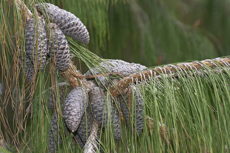 Pinus patula (Mexican Weeping Pine) seeds - RP Seeds