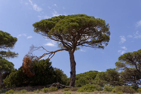 Pinus pinea (Umbrella / Italian Stone Pine) seeds - RP Seeds