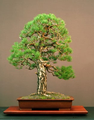 Pinus sylvestris (Scots Pine) seeds - RP Seeds