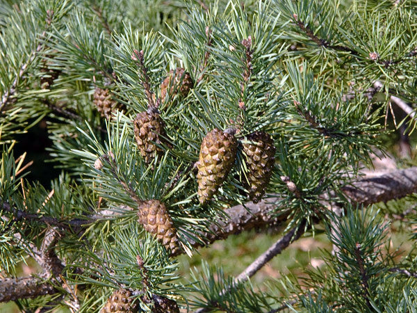 Pinus sylvestris (Scots Pine) seeds - RP Seeds