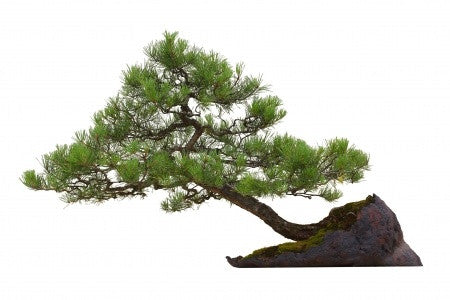 Pinus sylvestris (Scots Pine) seeds - RP Seeds