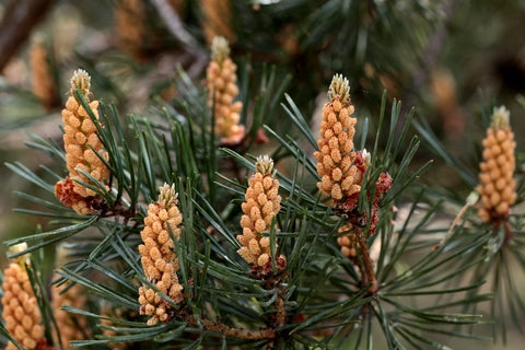 Pinus sylvestris (Scots Pine) seeds - RP Seeds