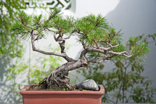Pinus thunbergii (Japanese Black Pine) seeds - RP Seeds