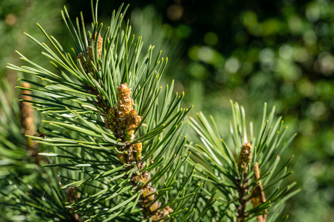 Pinus mugo pumilio (Dwarf Mountain Pine) seeds