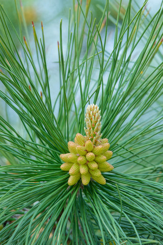 Pinus tabuliformis (Chinese Red Pine) seeds