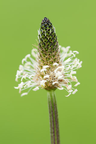 Plantago lanceolata (Ribwort Plantain) seeds